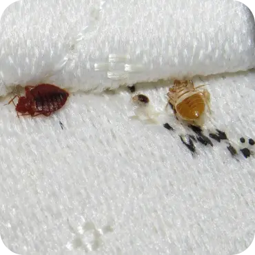 Bed bugs and dark spotting on fabric illustrating signs for bed bug exterminator Woodbridge enquiries