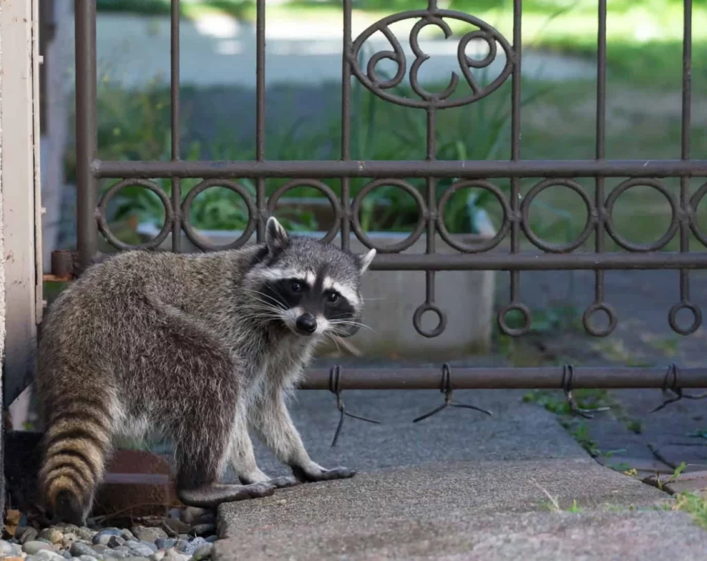 Raccoon beside an exterior doorway, a nuisance wildlife concern for Woodbridge properties